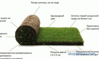 Çimen çim döşeme: teknoloji ve işlem nüansları