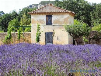 Provence tarzı bahçe - temel oluşum kuralları
