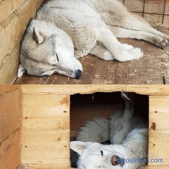 Huskies için Aviary: nasıl yapılır ve nereye kurulur
