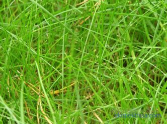 tembel çim çim tanımı, özellikleri, özellikleri