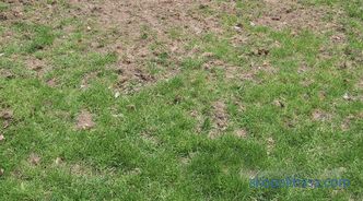 tembel çim çim tanımı, özellikleri, özellikleri